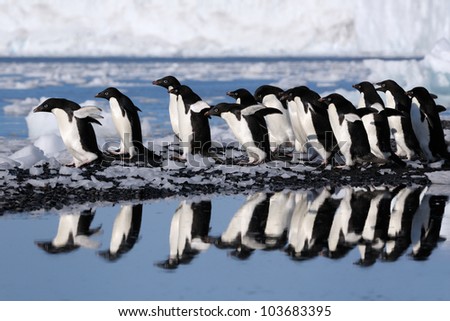 Group Adelie Penguins going to the water.
