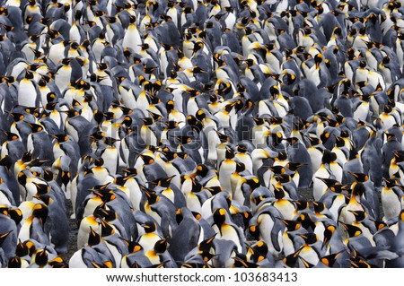 King penguin colony.