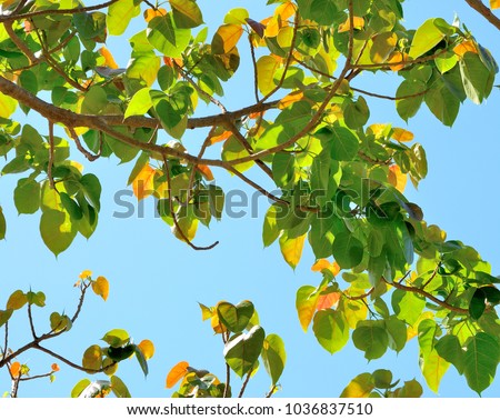 Colorful leaf on branch  blue sky background