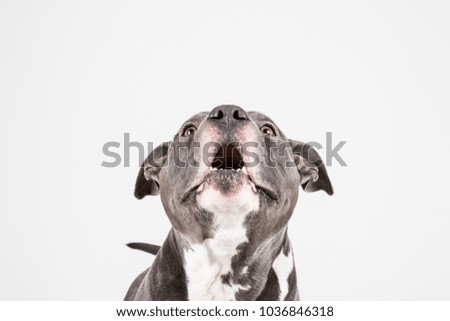 Blue american staffordshire terrier isolated on white background