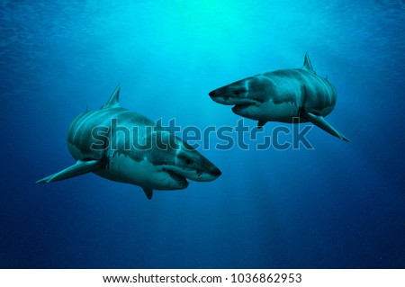 Two large white sharks swim together in deep and clear blue waters. The sun rays under the water in the background.


