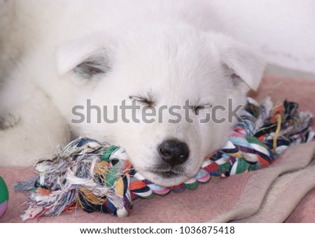 White swiss shepherd puppy