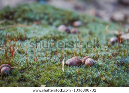 
Acorn in moss. The acorn which has fallen from a tree lies in a moss, waits for a squirrel. Close up
