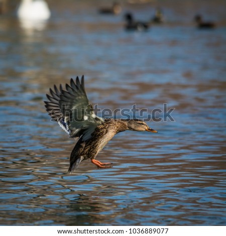 Wildlife photo - common mallard flies over the lake, Danubian wetland, Slovakia, Europe