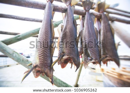 Stockfish (cod), process of stockfish cod drying during winter time on Lofoten Islands, Norway, norwegian traditional way of drying fish in cold winter air on wooden drying rack