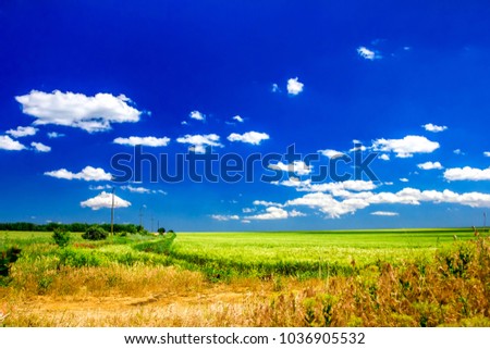 road in a field of wheat