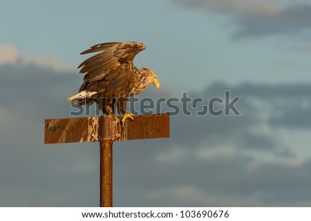 A White-tailed Eagle balancing on a post in evening light. The metal post is actually a wreck marker fixed to a submerged hazard to coastal shipping; it  makes a fine vantage point for the eagle.