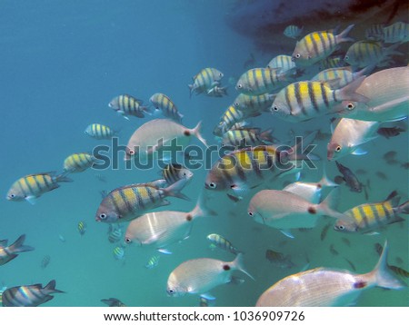 Marine biology. Lovely nature. Underwater photograph of a school of marine fish. Scuba diving on the southeast coast of Brazil