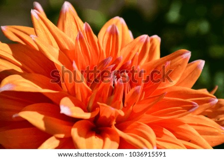 Beautiful Dahlia Flower in the Garden. Stock Photo