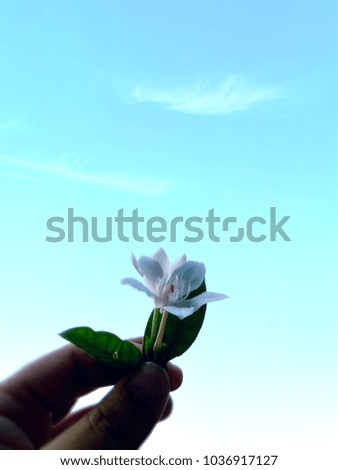 White flower and blue sky background