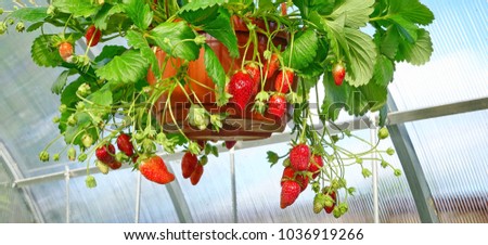Potted Garden Ripe Strawberry With Many Berries Hanging In The Greenhouse, Closeup, HDR