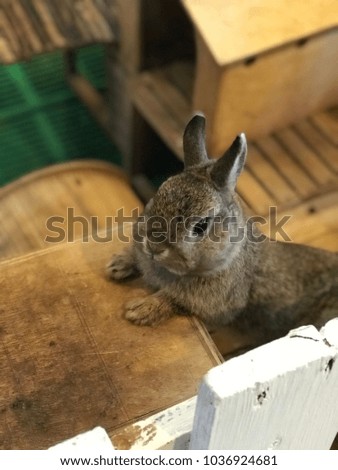 The cutest rabbit