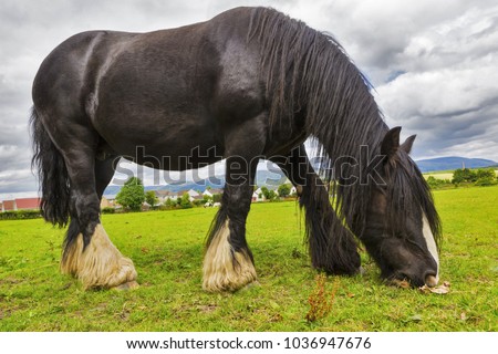 Black Gypsy horse aka Gypsy Vanner grazes on pasture. Summer rural landscape with Irish Cob in meadow under cloudy sky.