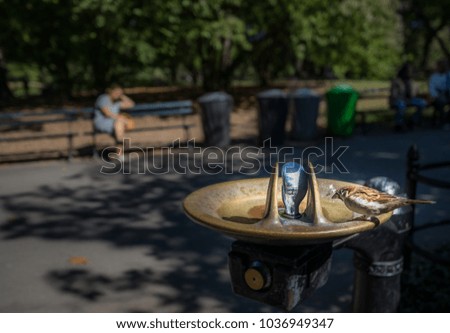 bird drinking water on water font at Central Park, New York City 