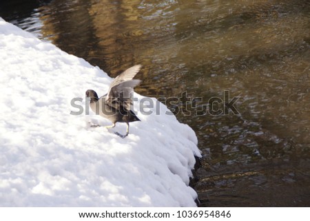 A pigeon who takes off back on the lake and in the snow. He is in the sun. Outdoor shooting, in winter season in the day. He is sunny, it is in France, in the city of Elancourt.