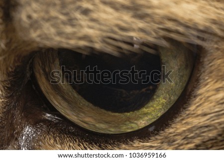cat eye close-up macro photo extreme zoom
