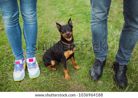 Cute small playful black miniature pinscher portrait. Funny dog playing happily outdoors with its owners. Horizontal color photography.