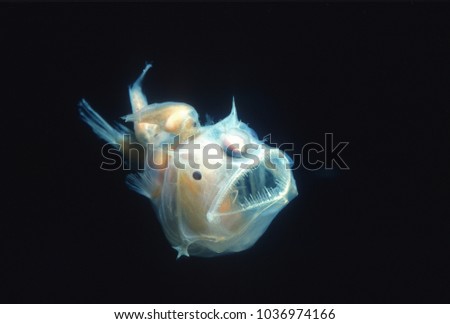 Angler fish, Edridolychnus schmidti. The larger female has two smaller parasitic males attached to her body which fertilise her eggs. Royalty-Free Stock Photo #1036974166