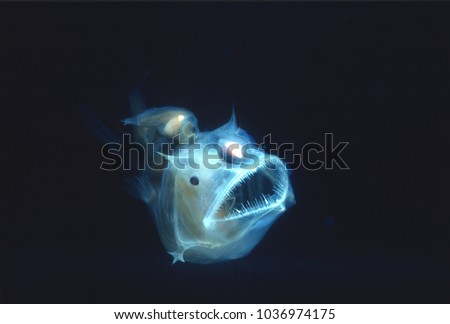 Angler fish, Edridolychnus schmidti. The larger female has two smaller parasitic males attached to her body which fertilise her eggs. Royalty-Free Stock Photo #1036974175