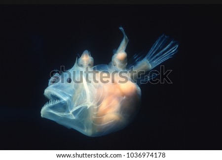 Angler fish, Edridolychnus schmidti. The larger female has two smaller parasitic males attached to her body which fertilise her eggs. Royalty-Free Stock Photo #1036974178