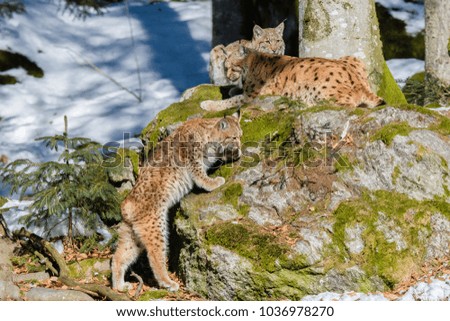 Lynx family portrait 
