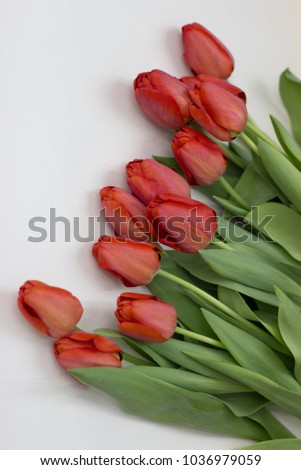 Spring flowers tulips banner - bunch of red tulips  isolated on white background close-up. Copy space . Tulips Flower background. Flowers Photo Concept. Holiday Photo Concept. Red tulip, abstract.