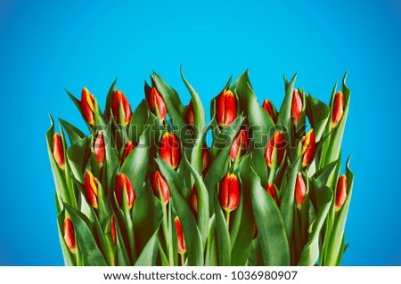 Flower composition made from isolated red tulips with leaves on blue background for 8th march - Women's Day