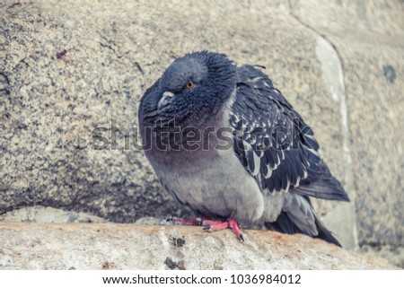 close up of common feral pigeon (columba livia domestica) pigeon 