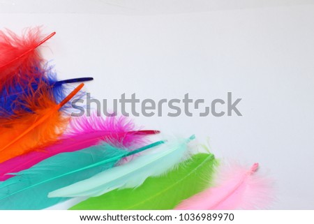 Colorful chicken feather