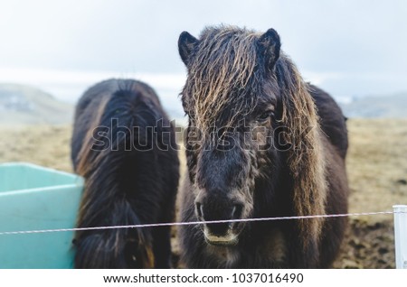 The Faroe Pony. Faroe islands. Faroe horses