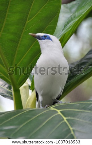 White tropical bird with blue eyes