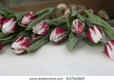 Spring tulips flowers pink with white banner - bunch of  tulips isolated on white background, close-up. Copy space. Tulips Flower background. Flowers Photo Concept. Holiday Photo Concept. Abstract.