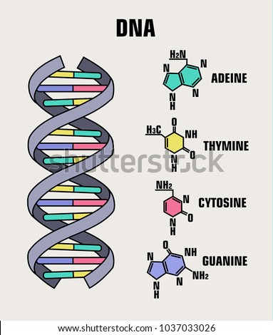 vector Icon of the structure of the DNA molecule. Spiral Deoxyribonucleic acid (DNA) with formula and description of components: cytosine, guanine, adenine, thymine, nitrogenous base of DNA. Royalty-Free Stock Photo #1037033026