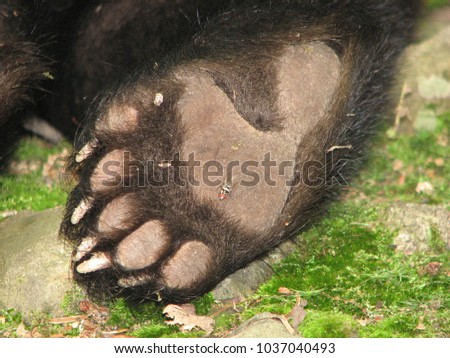 I took this picture of a wild black bears rear paw while he was sleeping in the woods