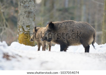 Wild boar in a forest