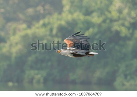 An African Fish Eagle in Uganda.