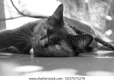 Cute lazy black cat in a black and white photo. She is lying on a trampoline on a side looking right in the camera.