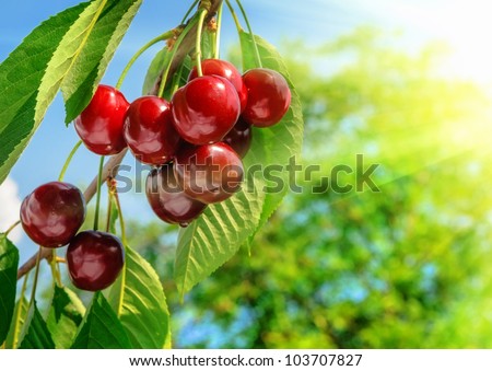 Red and sweet cherries on a branch just before harvest in early summer Royalty-Free Stock Photo #103707827