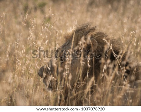 A male Lion in the tall grass of Nairobi National Park