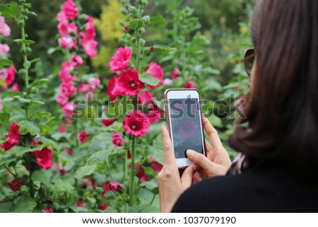Lady in black shirt take a beautiful  flowers photo by smartphone camera in public garden.