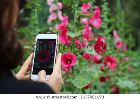 Lady in black shirt take a beautiful  flowers photo by smartphone camera in public garden.