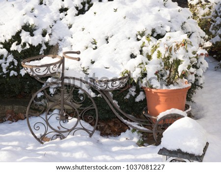 Green plants and flowers under white snow are in a garden. Close-up: a garden stand for flower pots in a shape of bicycle. Garden center in winter time. 