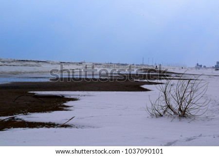 snowy shrub on the beach near the snow-covered sea line after the passage of a storm