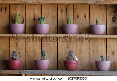 The 8 cactuses in wood frame showcase