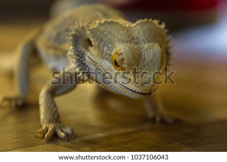 lizard photo in imitation of natural habitat