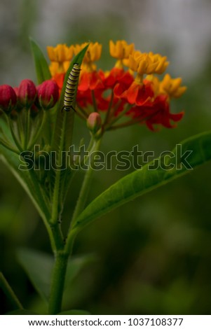 Small Monarch Caterpillar over tropical milkweed leaf