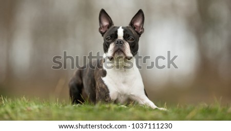 Healthy purebred dog photographed outdoors in the nature on a sunny day.