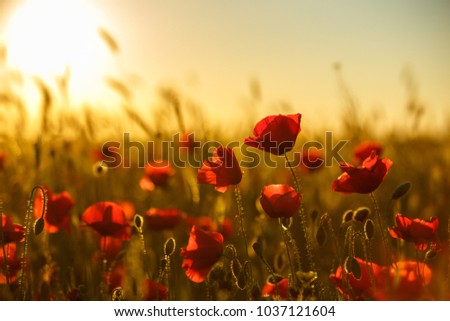 poppies at sunset, poppy field