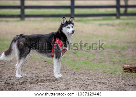 Siberian Husky at the dog park Royalty-Free Stock Photo #1037129443