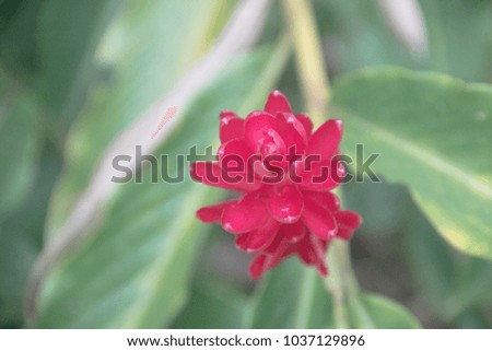 Tropical and red flower making a vintage style perfect for decoration and creative art
